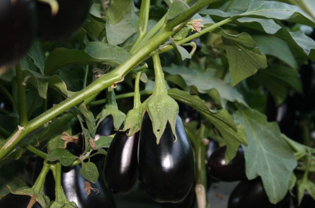 Eggplant Producepedia